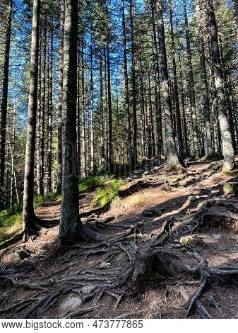 The Tree Trunks And Roots With Green Grass In The Forest