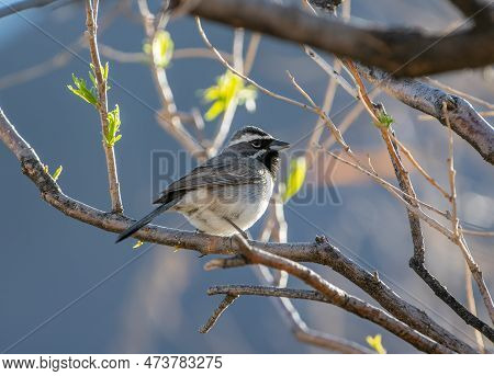 This Beautiful Black-throated Sparrow Was Captured Perched In A Tree In A New Mexico Wilderness Area