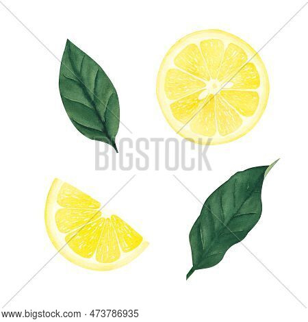 Watercolor Botanical Set Of Illlustration Of Lemon Leaf, Fruits And Flower On White Background.illus