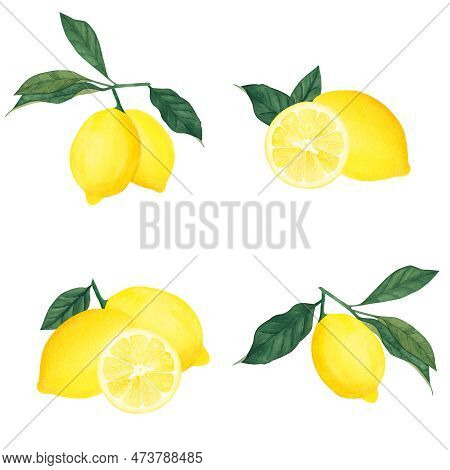 Watercolor Botanical Set Of Illlustration Of Lemon Leaf,fruits And Flower On White Background.illust
