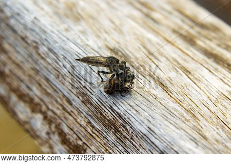 Macro Photography Of The Process As A Predatory Insect Hornet Robberfly Caught A Bee