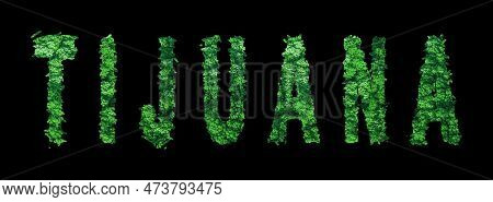 Tijuana Lettering, Tijuana Forest Ecology Concept On Black, Clipping Path