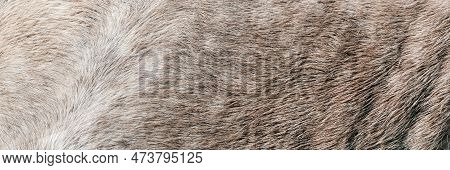 Texture Of A Grey Spotted Horse Animal Coat. Grey And White Hair Horse Skin - Real Genuine Natural F