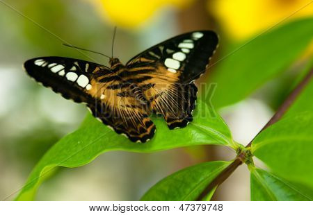 borboleta