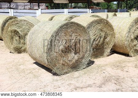 Bale Of Strawrolls. Stacked Straw Bales In An Animal Farm. Farmyard Storage Concept. Lots Of Hay. Ho