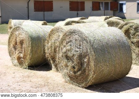 Bale Of Strawrolls. Stacked Straw Bales In An Animal Farm. Farmyard Storage Concept. Lots Of Hay. Ho