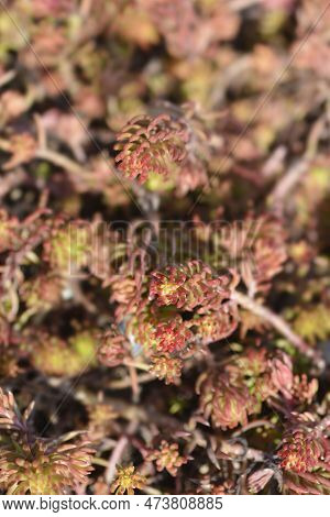 Rock Stonecrop Angelina Leaves In The Winter