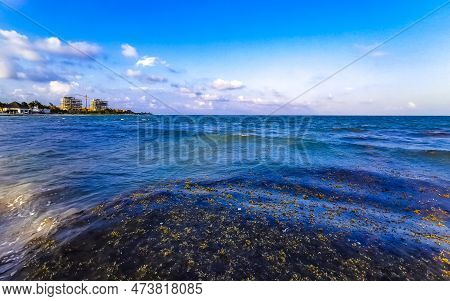 Tropical Caribbean Beach Water Seaweed Sargazo Playa Del Carmen Mexico.