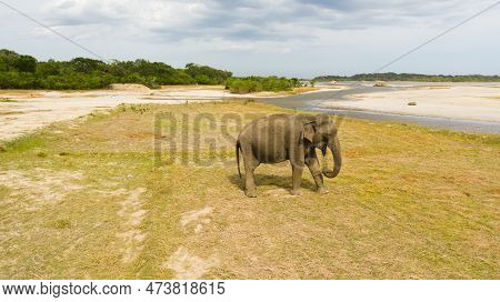 Elephant In Wildlife Reserve. Wild Animals Of Sri Lanka.