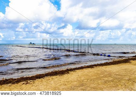 Tropical Caribbean Beach Water Seaweed Sargazo Playa Del Carmen Mexico.