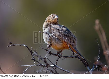 A Beautiful Canyon Towhee Perched On A Branch Preening In A Spring Time Colorado Canyon.