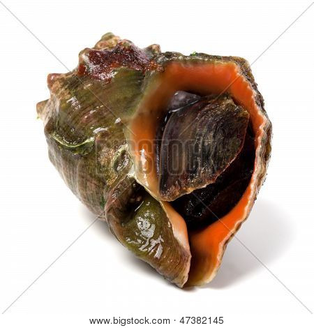 흰 배경에 고립 된 Rapana