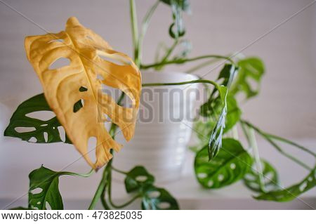 Monstera Adansonii With Withered Yellow Leaves. Monstera Monkey Mask With Houseplant Disease