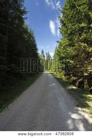 Road in the forest