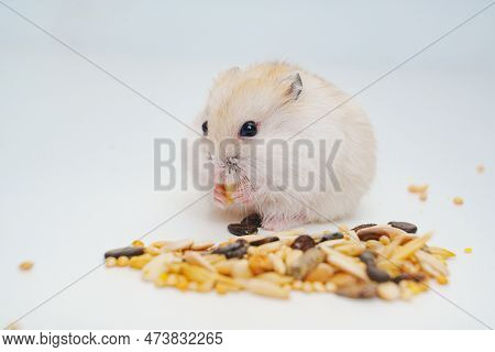 A Small White With Red Dzungar Hamster Eats Seeds On A White Table.