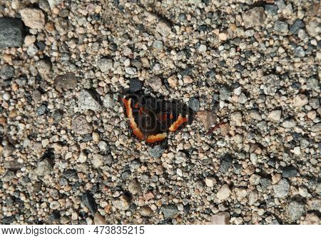 Milbert's Tortoiseshell (aglais Milberti) Black And Orange Butterfly In Beartooth Mountains, Montana