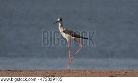 Rajkot, Gujarat, India. April-01-2023. Black-winged Stilt (himantopus Himantopus) Juvenile.