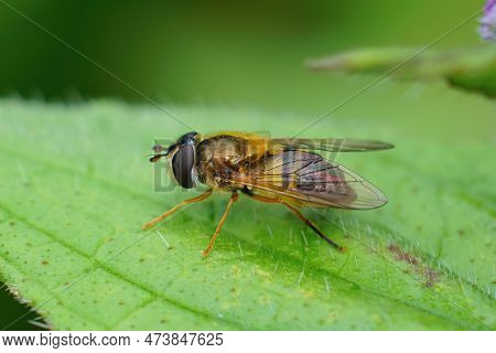 Natural Closeup Of The Spring Hoverfly , Epistrophe Eligans On A Green Leaf