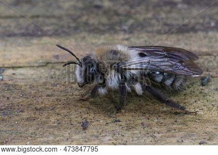 Detailed Closeup On A Fluffy Female Grey-backed Mining Bee, Andrena Vaga Carrying A Stylops Melittae