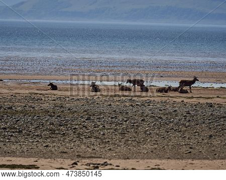 Group Of Watchful Roe Deer Gathered At The Beach Of Applecross At The Coastline Of Northern Scotland