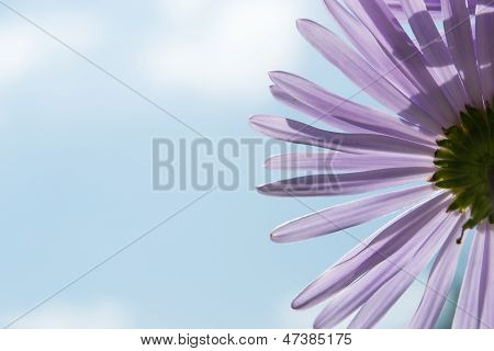 Aster Alpinus flowersor blå margueritter under en lyse blå himmel