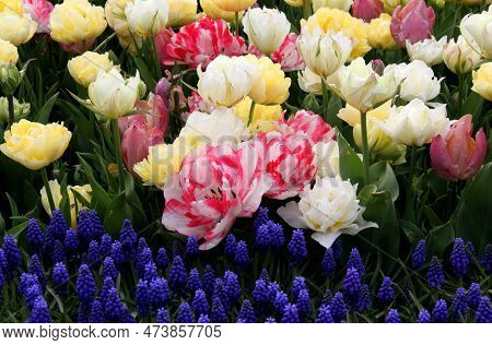 Bright White-pink, Yellow And White Tulips With Blue Flowers In The Foreground In Goztepe Park Durin