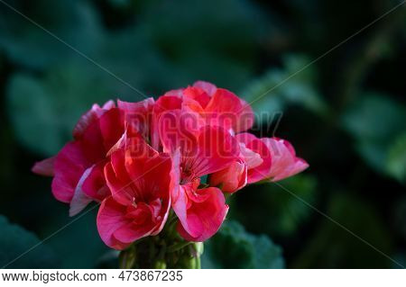 A Red Geranium With A Green Leaf In The Background