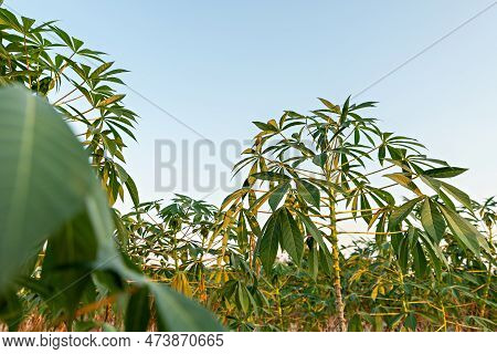 Cassava Field On Sunrise. Food It Is Commonly Used Animal Feed. Sampou During Summer. Product Name I