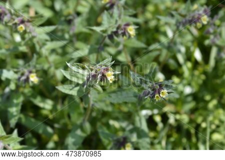 Yellow Nonea Flowers In The Garden In Spring