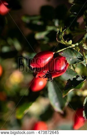 Vertical Portrait Of Rose Haw, Rose Hep Or Rose Hip Berries Still Hanging On A Branch Inbetween The 