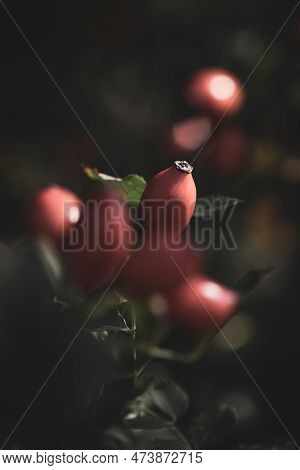 Vertical Portrait Of Rose Hip, Rose Hep Or Rose Haw Berries Still Hanging On A Branch Inbetween The 
