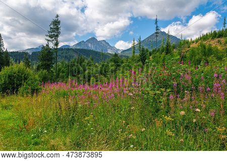 Beautiful Summer Landscape - Footpath In High Tatras Mountains, Lush Forest And Pink Fireweed Or Elo