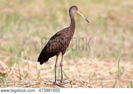 Limpkin (aramus Guarauna) Isolated, Perched Facing The Vegetation..
