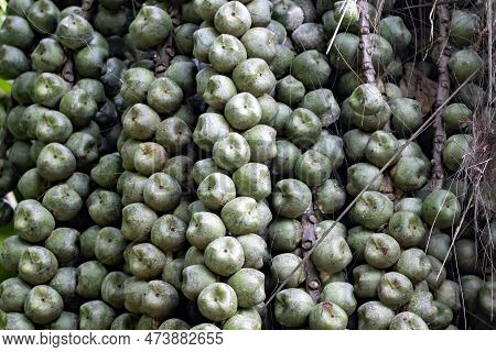 Fruits Of A Sugar Palm, Arenga Pinnata