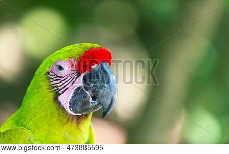 Ara Macaw Parrot Bird, Copy Space. Ara Macaw Parrot Outdor. Ara Macaw Parrot Outside.