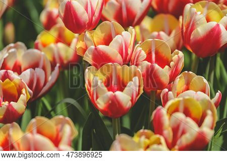 The Tulipa Flowers In The Backyard Garden