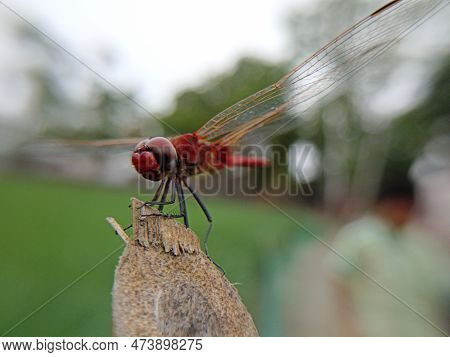 The Red Color Dragonfly On A Branch At Beautiful Blur Background.