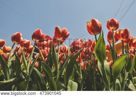 The Tulipa Flowers In The Backyard Garden