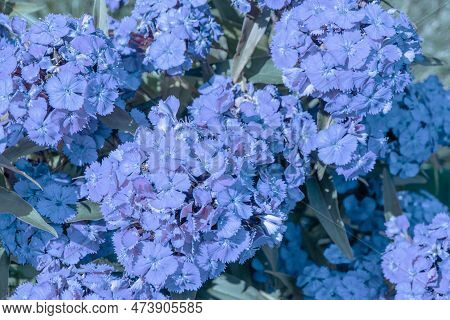 Pale Blue Inflorescences Of A Carnation Flower On A Flower Bed In Front Of The House, Selective Focu