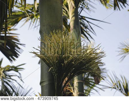 Low Angle Shot Of Arecanut Flowers In Shade