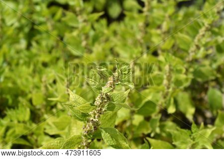 Upright Pellitory In The Garden In Spring