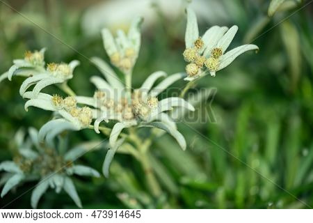 Beautiful Edelweiss Flower Blossom, Mountain Flower And Used In Traditinal Medine