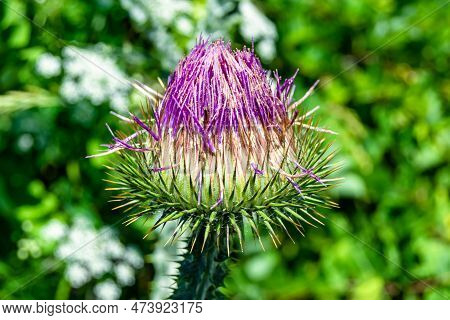 Beautiful Growing Flower Root Burdock Thistle On Background Meadow