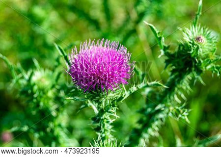 Beautiful Growing Flower Root Burdock Thistle On Background Meadow