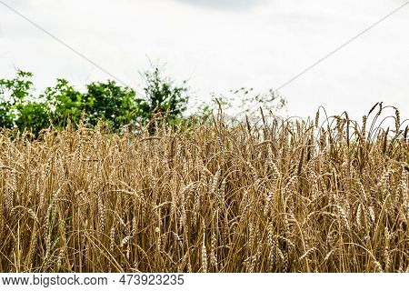 Photography On Theme Big Wheat Farm Field For Organic Harvest