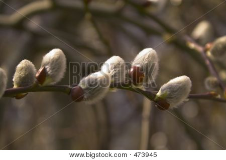 Planten