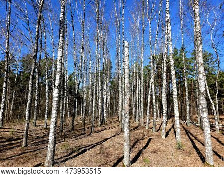 Beautiful Birch Trees With White Birch Bark In Birch Grove At Bright Spring Day Against The  Clear B
