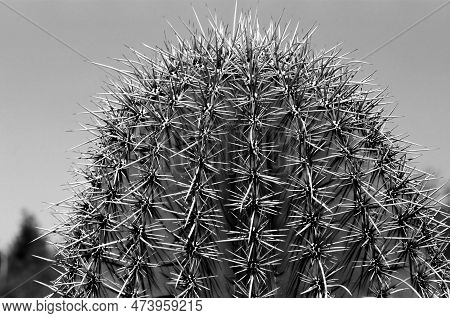 Black And White Film Image Arizona Barrel Cactus Ferocactus Wislizenii Close Up