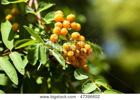 Sorbus Aucuparia Rowan ยุโรปกับออเร้นจ์ Berries ในฤดูใบไม้ร่วง
