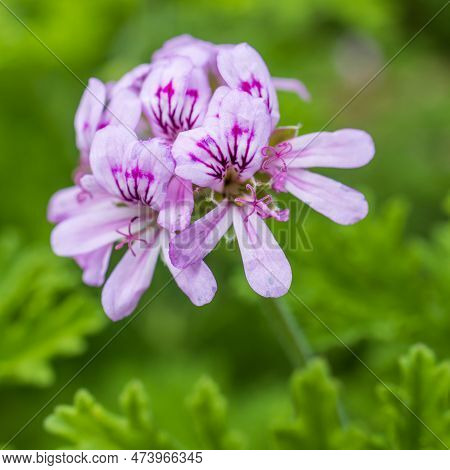 Flora Of Israel. Square Frame. Pelargonium Graveolens Is A Pelargonium Species Native To The Cape Pr